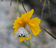 Utetheisa pulchelloides Hampson 1907 resmi