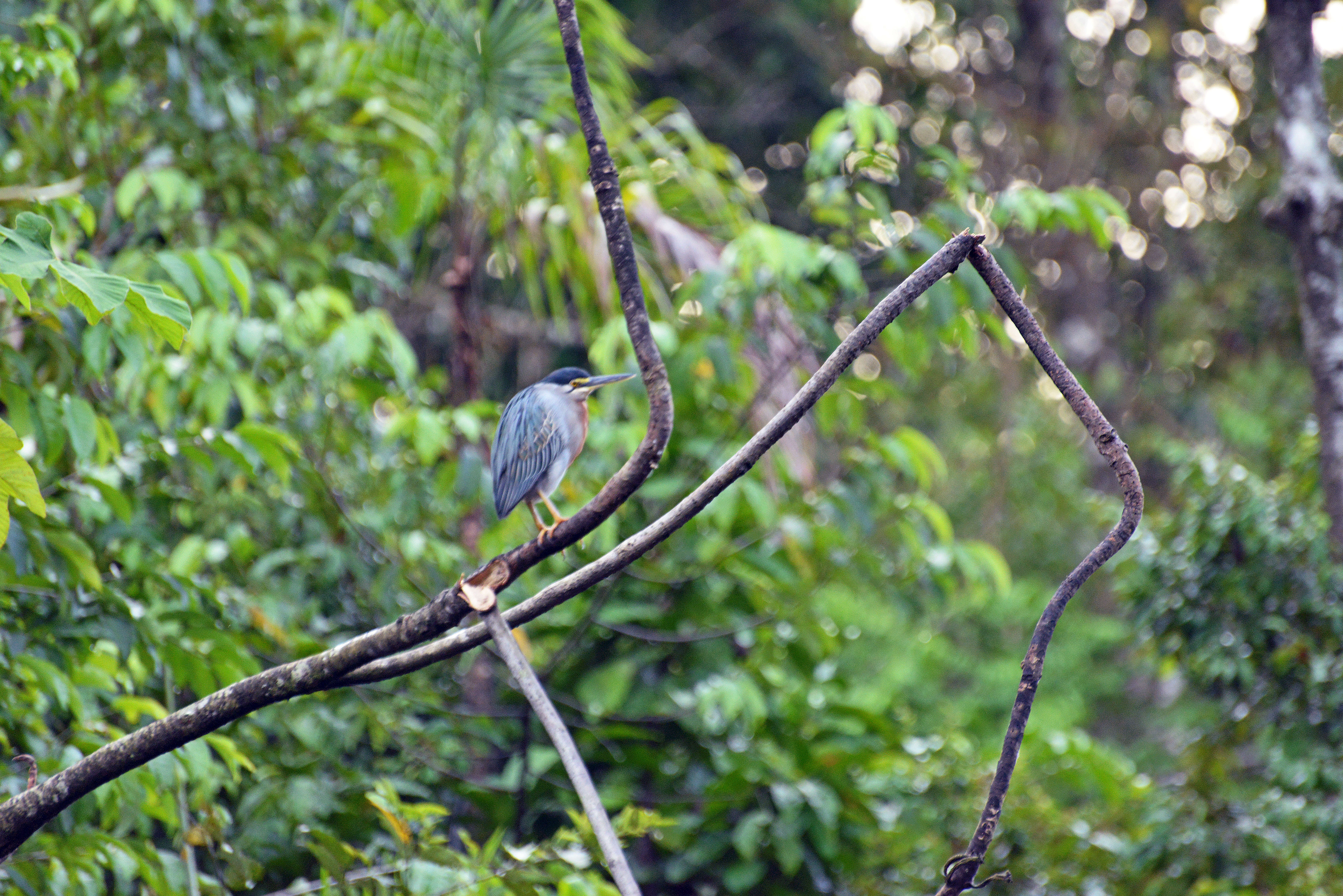 Image of Night Herons