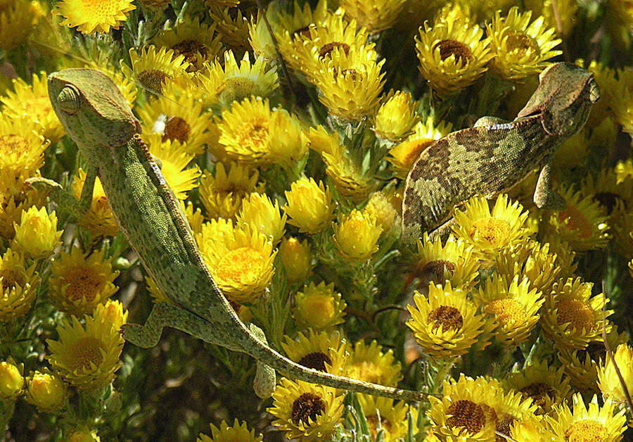 Chamaeleo dilepis isabellinus Günther 1893的圖片