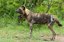 Image of African Hunting Dog