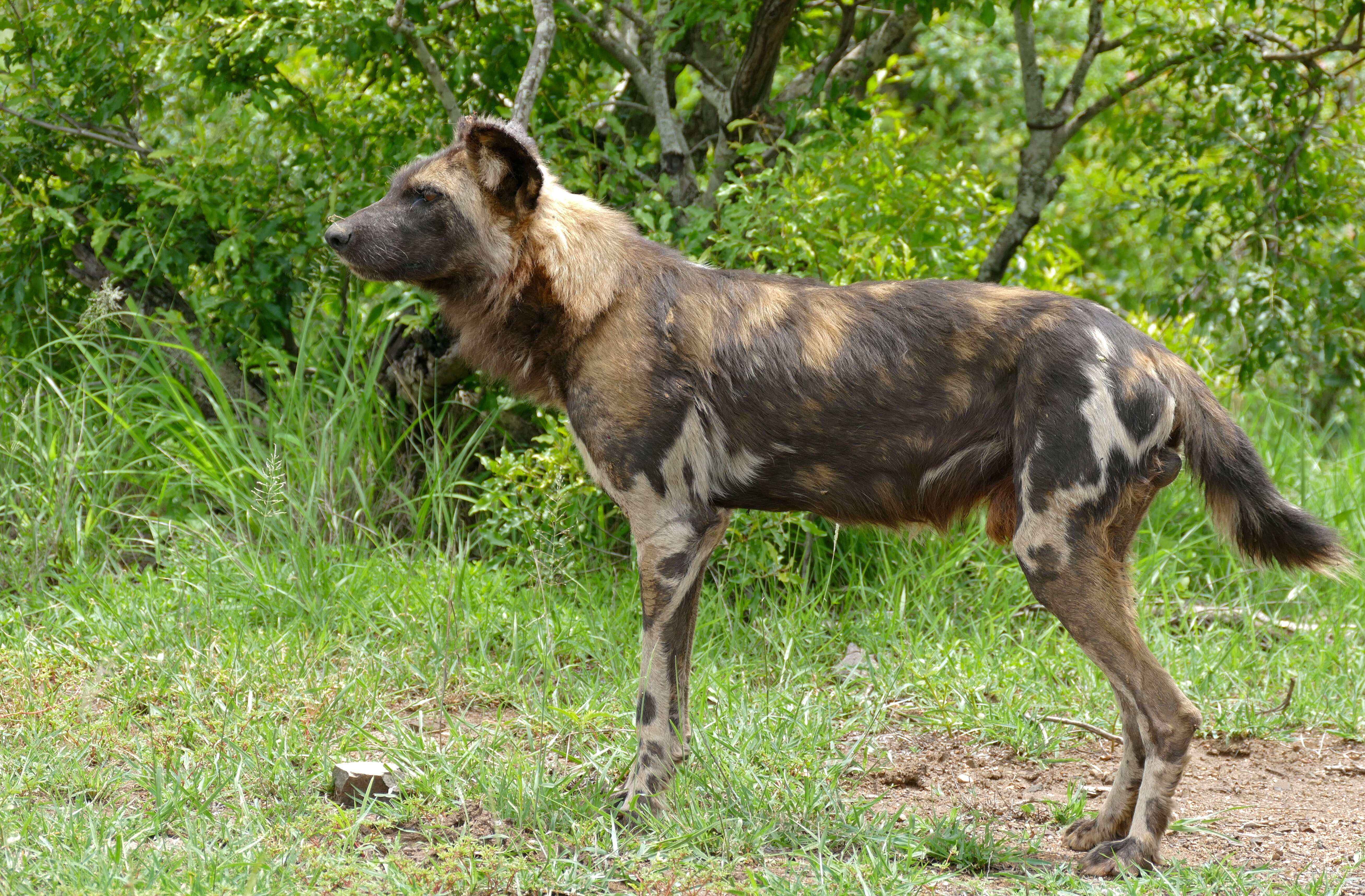 Imagem de Cão-caçador-africano