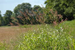 Image of canarygrass