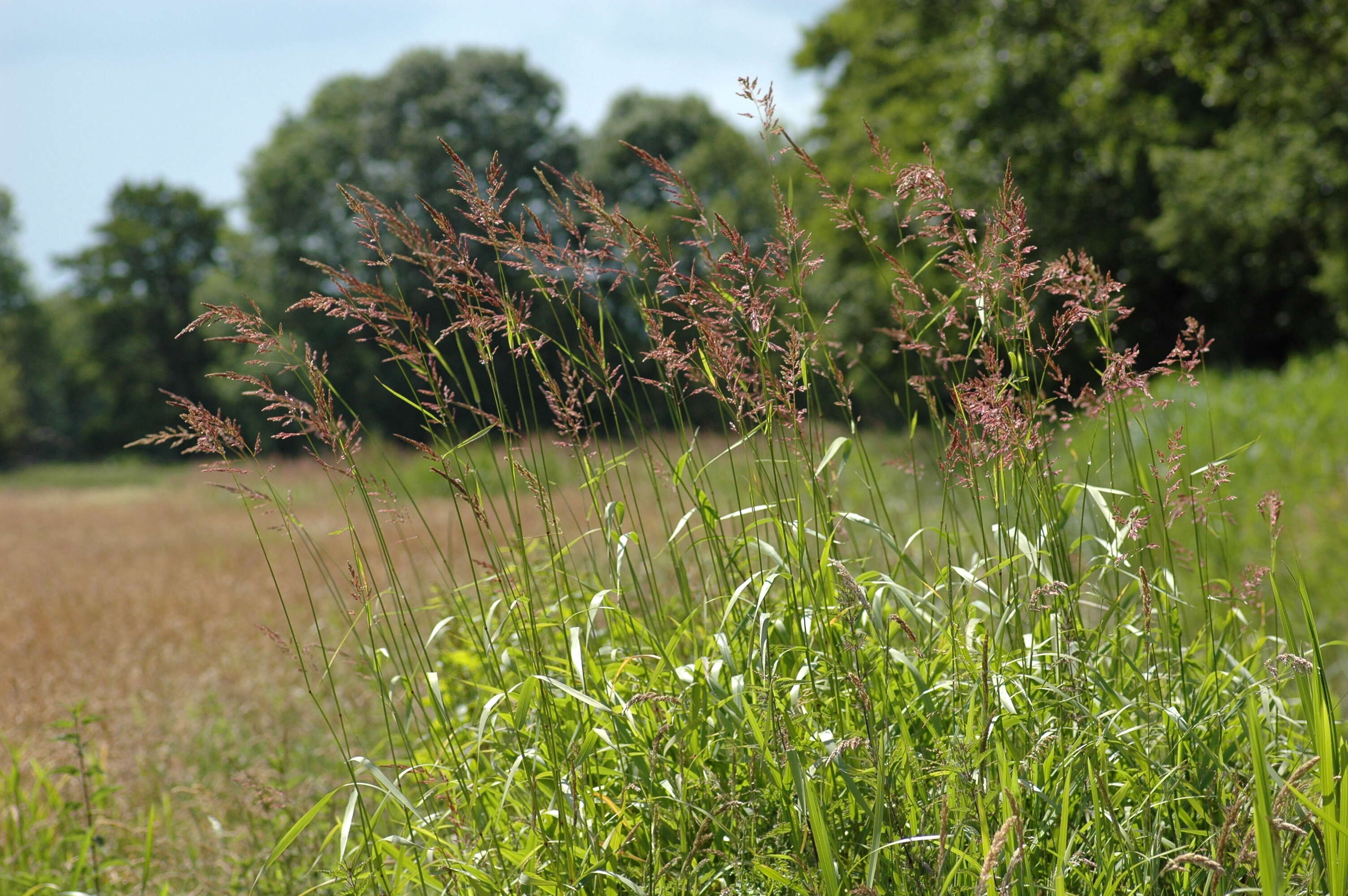 Plancia ëd Phalaris arundinacea L.