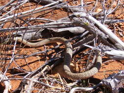Image of sea snake