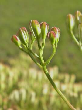 Image of Florida Indian plantain