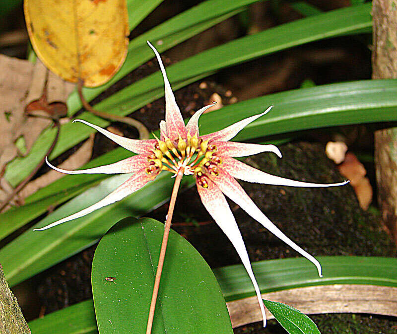 Sivun Bulbophyllum acuminatum (Ridl.) Ridl. kuva