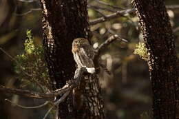 Image of Mountain Pygmy Owl