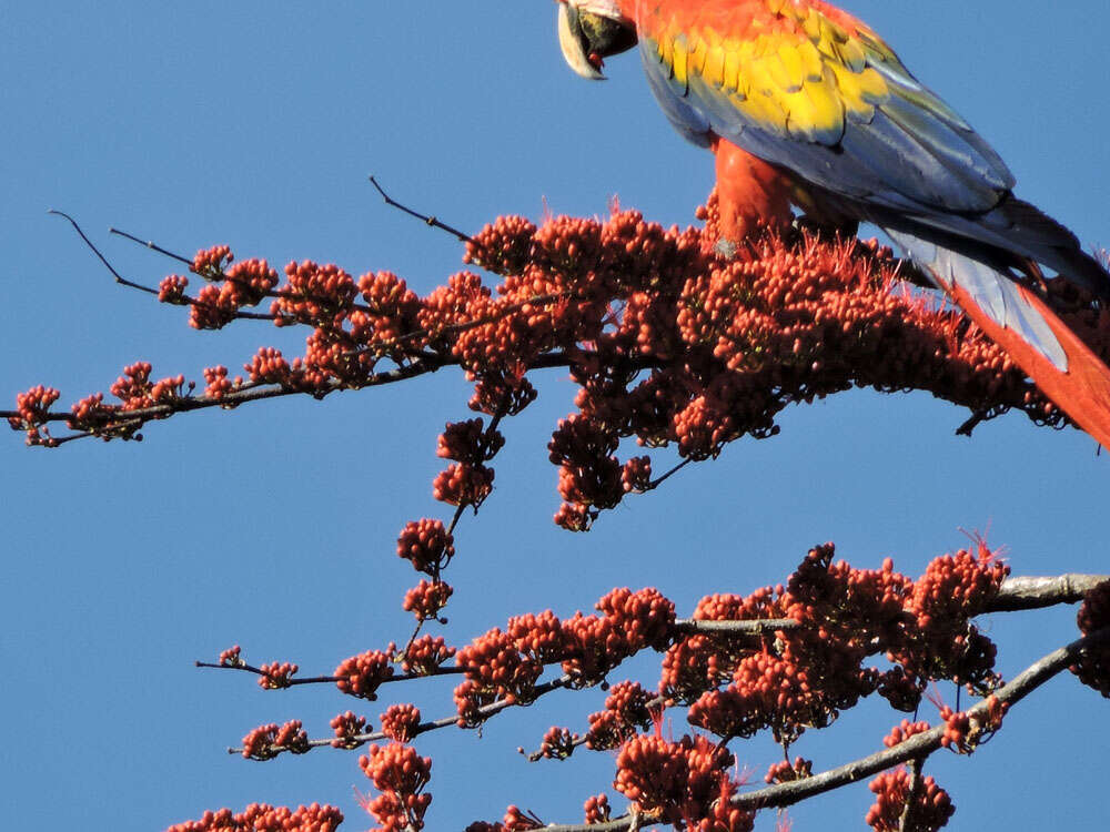 Image of Scarlet Macaw