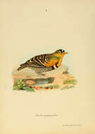 صورة Pterocles quadricinctus Temminck 1815