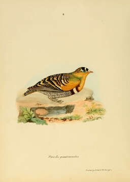 Image of Pterocles Temminck 1815