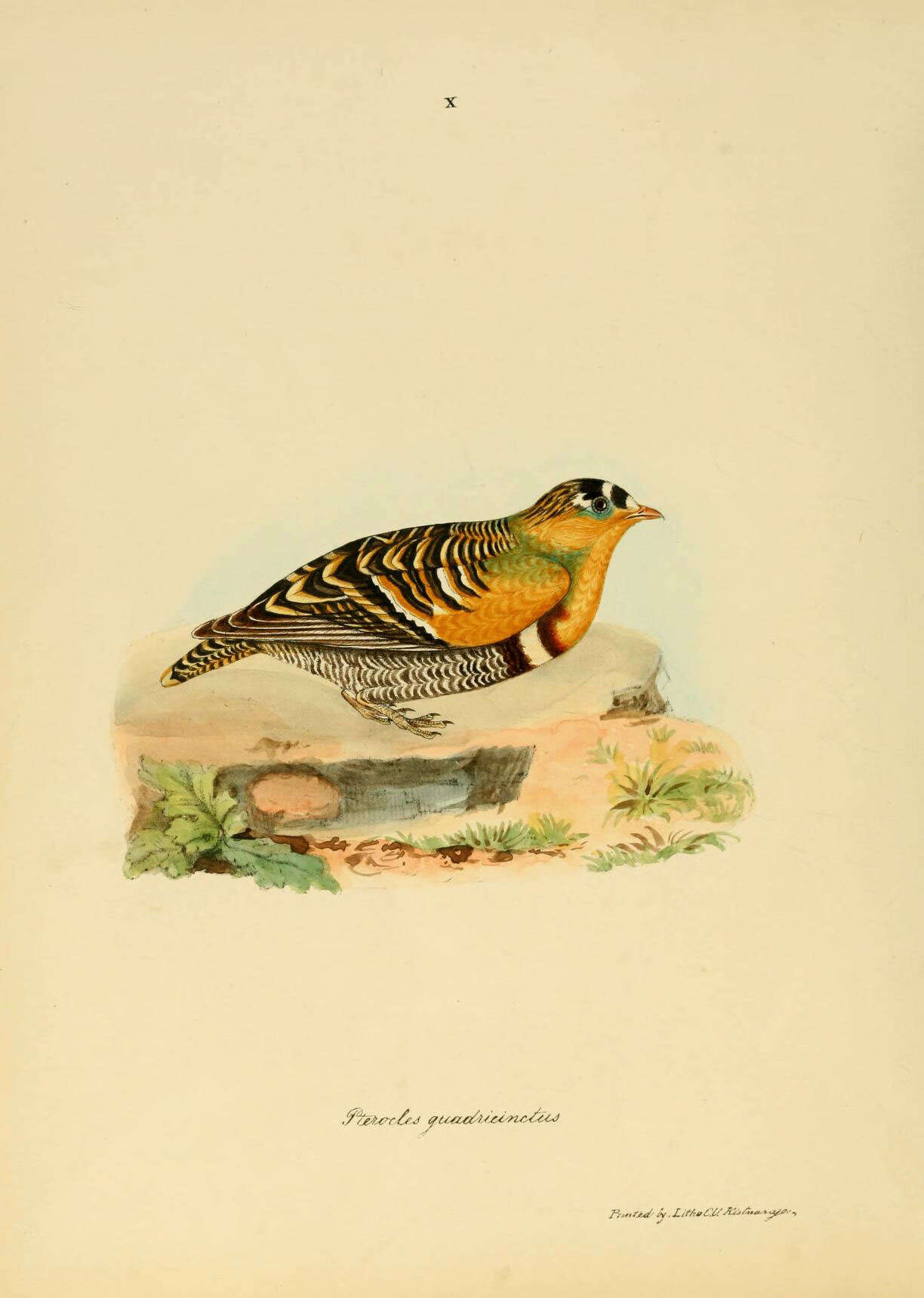 Image de Pterocles Temminck 1815