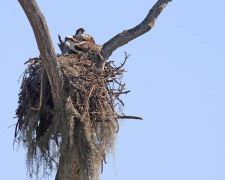 Image of ospreys