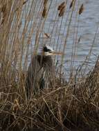 Image of Ardea Linnaeus 1758