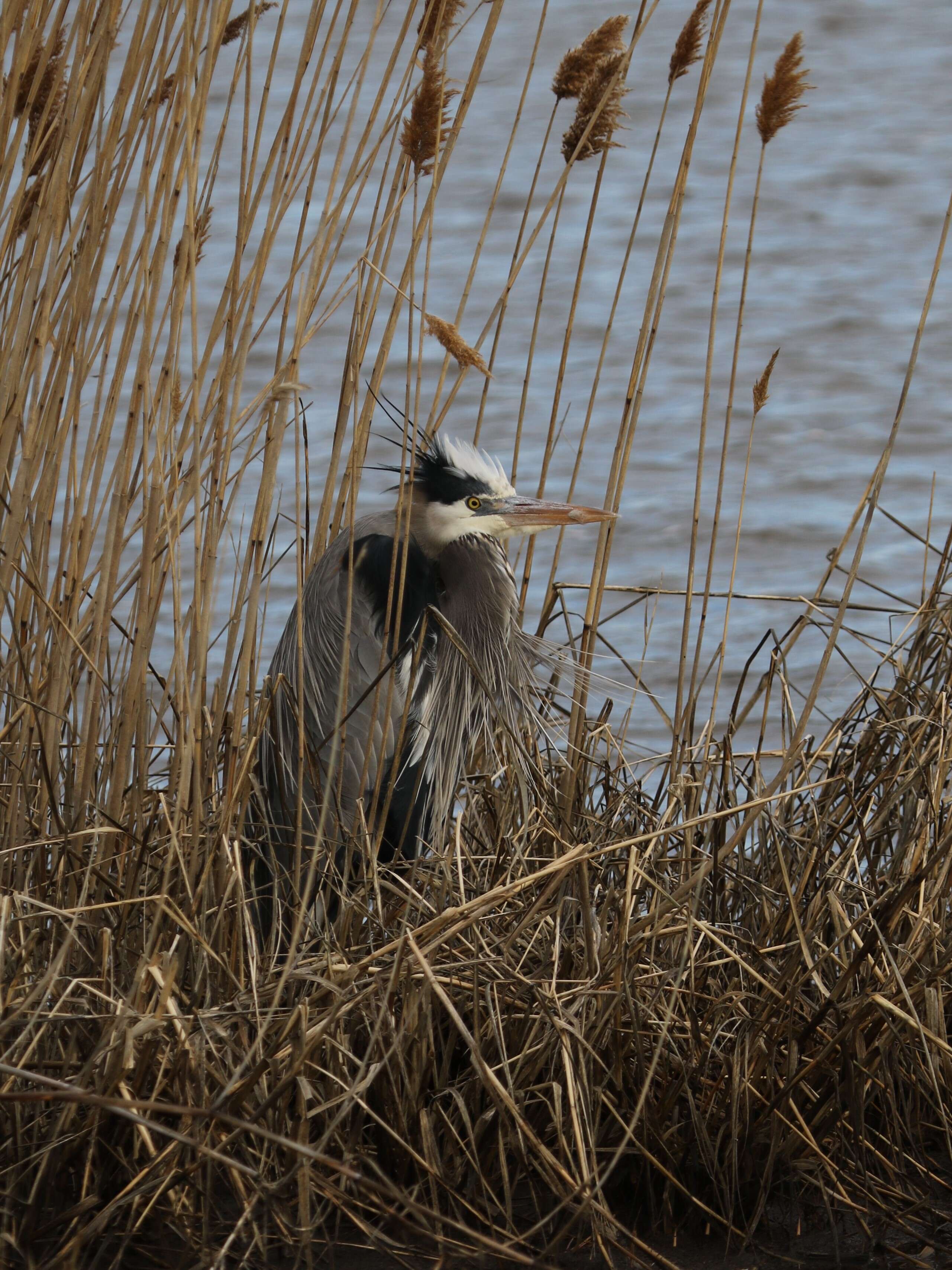 Image of Ardea Linnaeus 1758