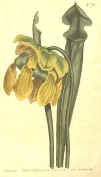 Image of Yellow pitcher plant