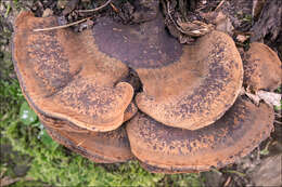 Image of Late fall polypore