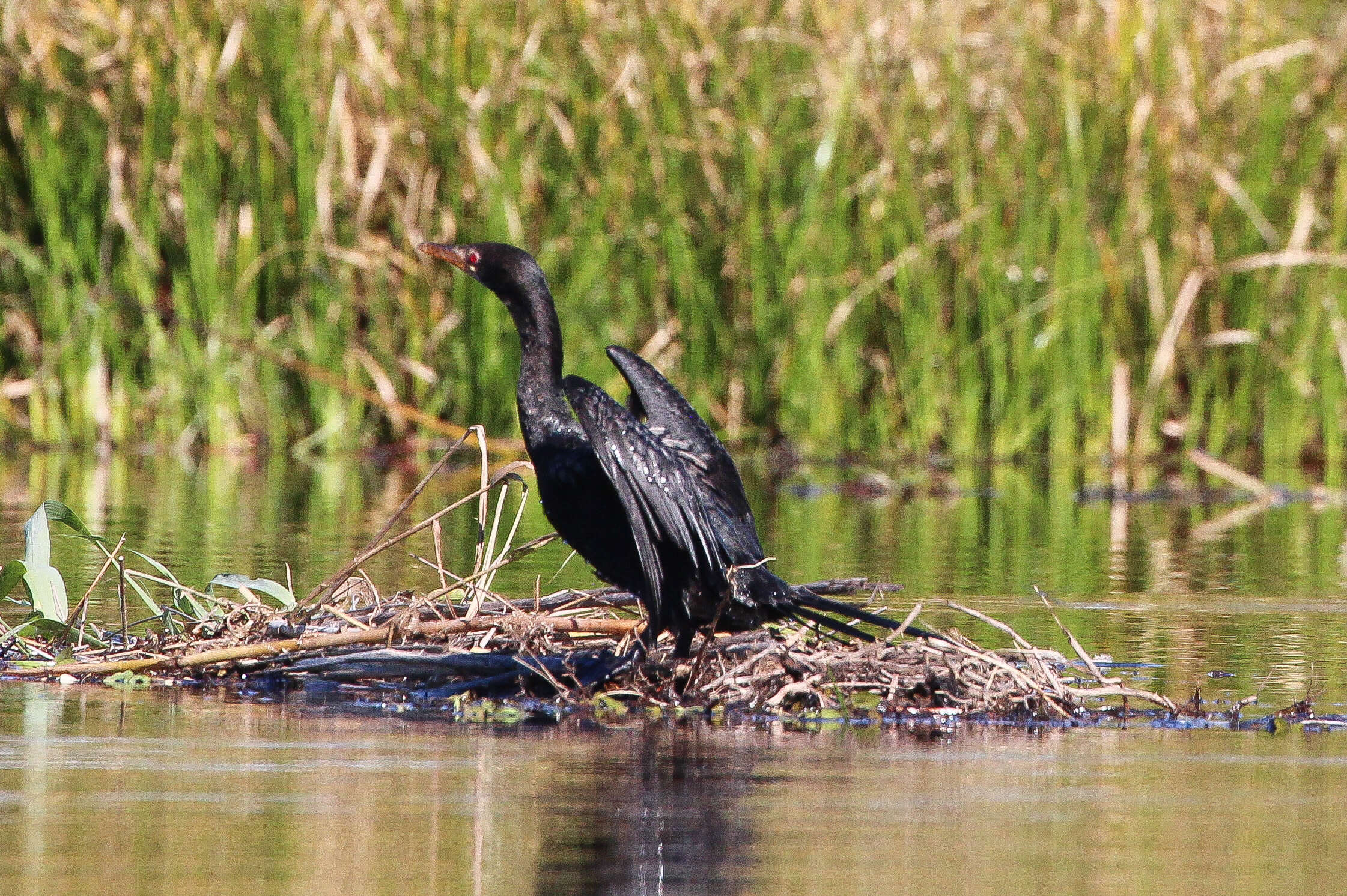 صورة <i>Phalacrocorax africanus</i>