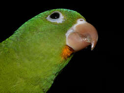 Image of Orange-chinned Parakeet