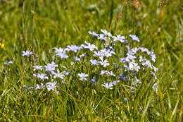 Imagem de Linum alpinum Jacq.