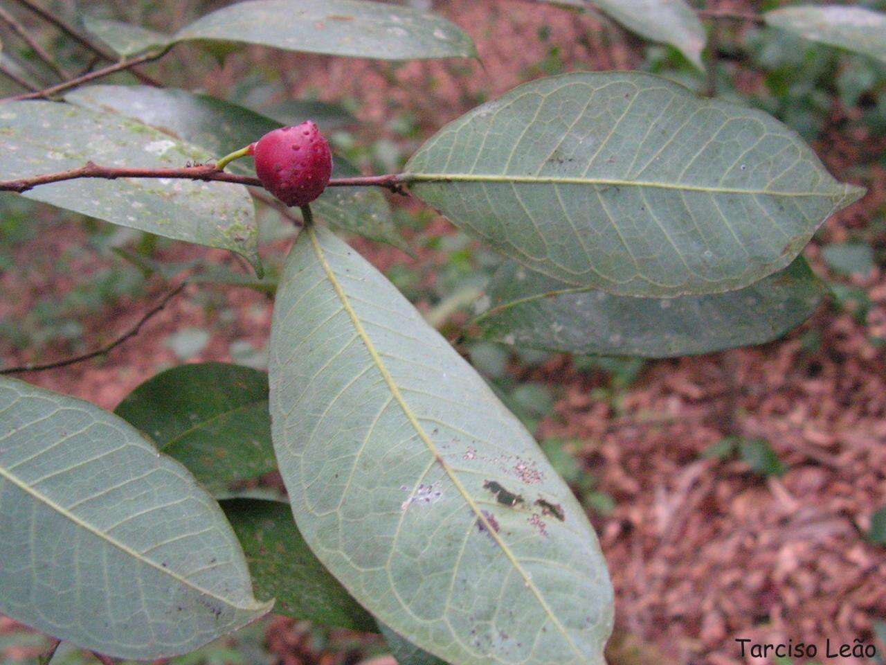 Image of Guiana brosimum