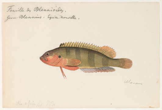 صورة Labrisomus nuchipinnis (Quoy & Gaimard 1824)