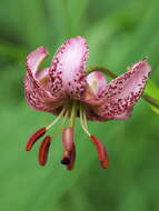 Image of lily