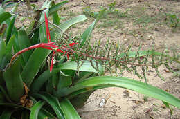 Image of Aechmea bracteata (Sw.) Griseb.