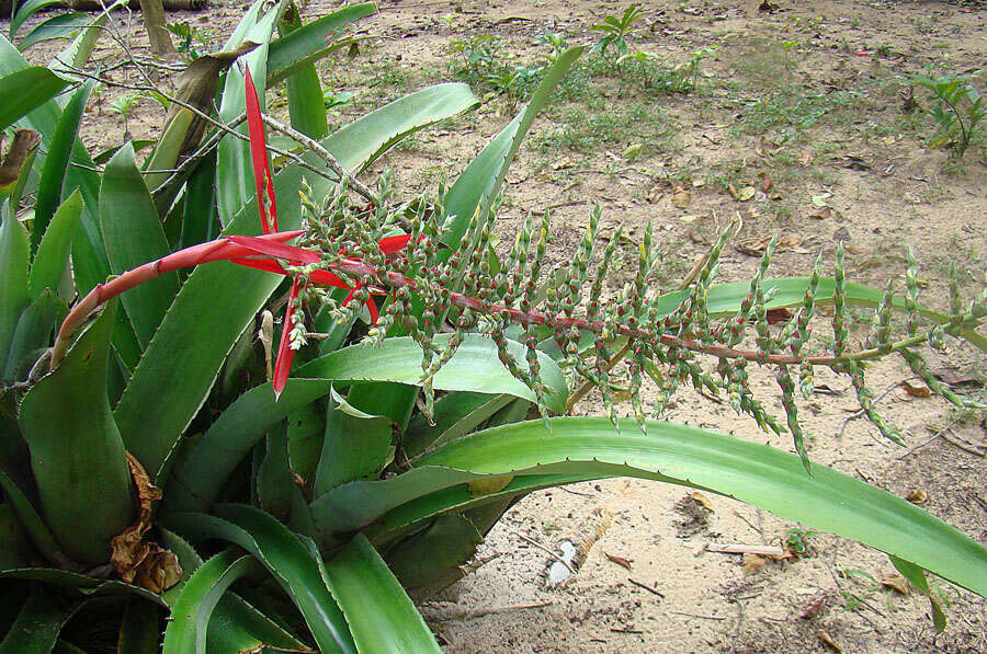 Image of Aechmea bracteata (Sw.) Griseb.