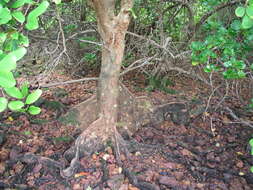 Image of Xylocarpus