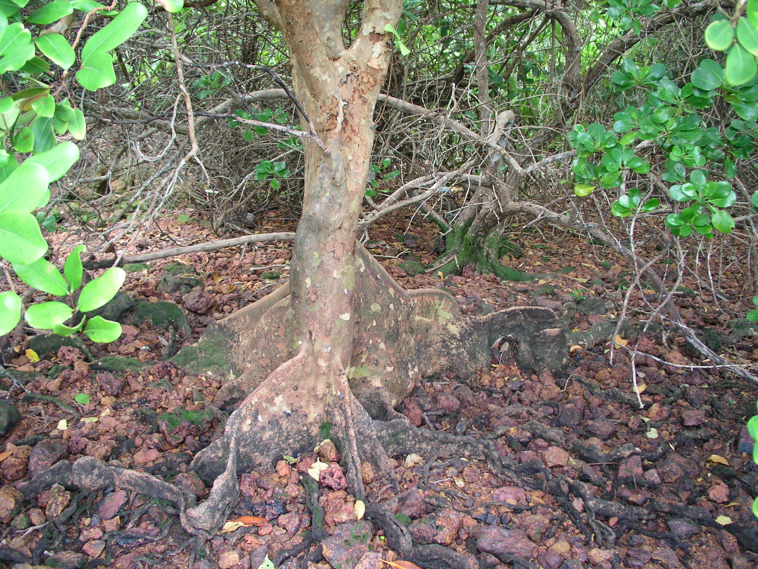 Слика од Xylocarpus granatum Koen.