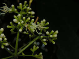 Image of Miconia hondurensis Donn. Sm.