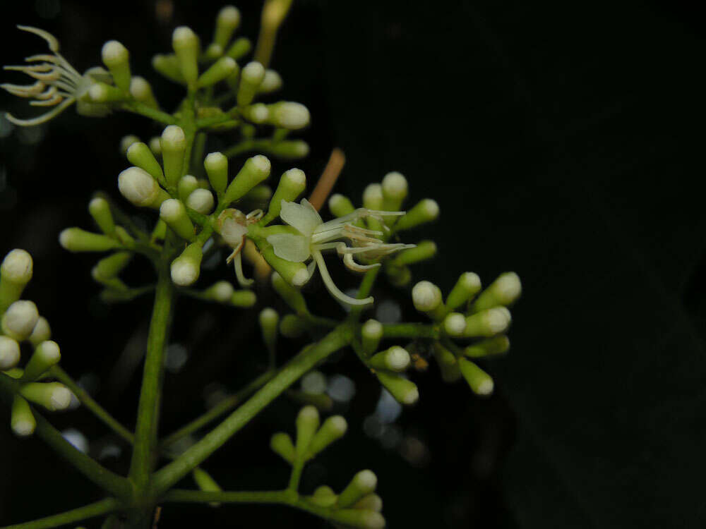 Image of Miconia hondurensis Donn. Sm.