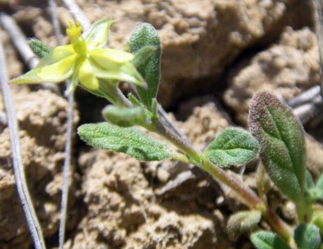 Image of frostweed