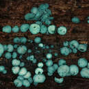 Image of Chlorociboria