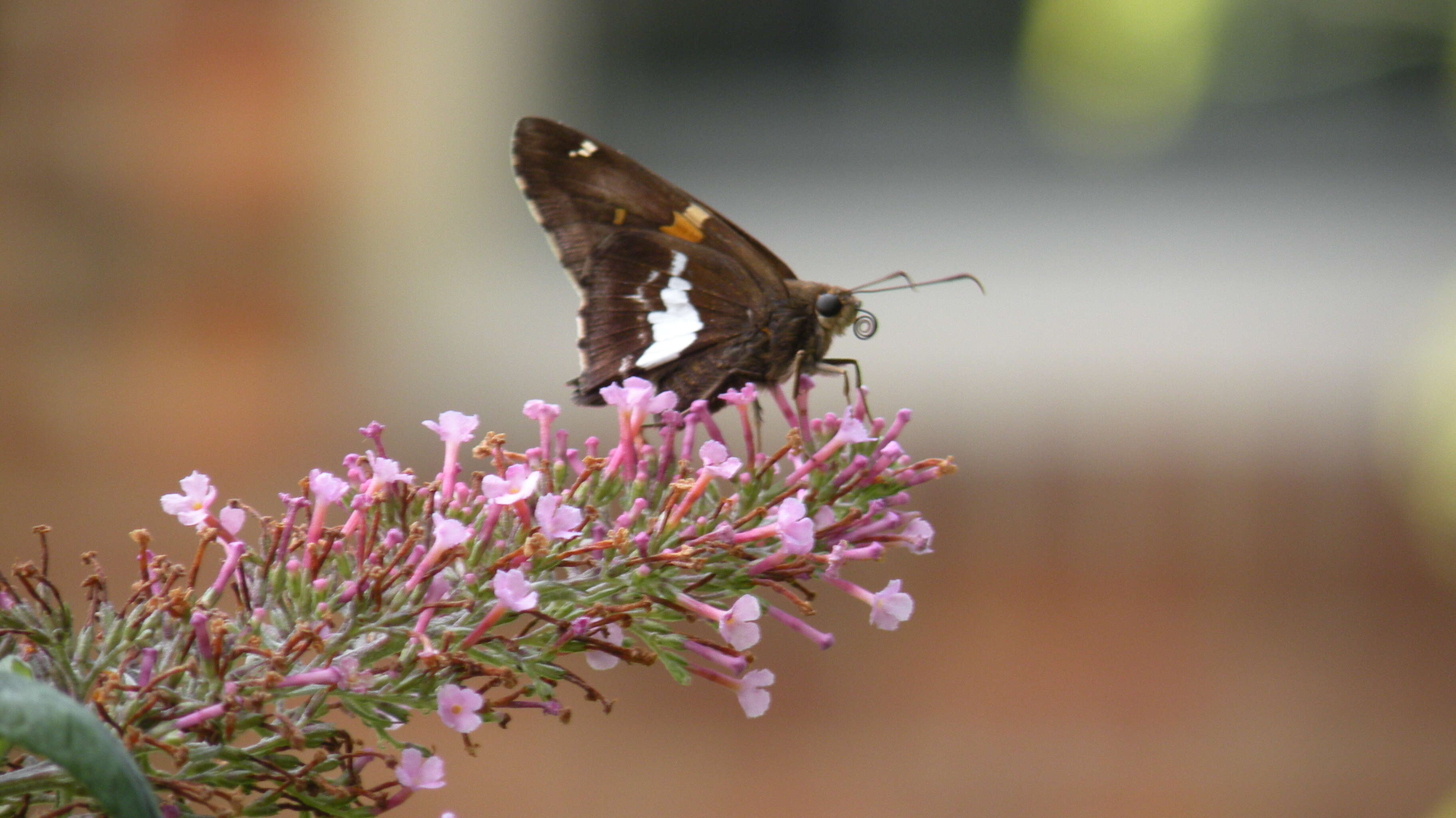 Image of Silver-spotted Skipper