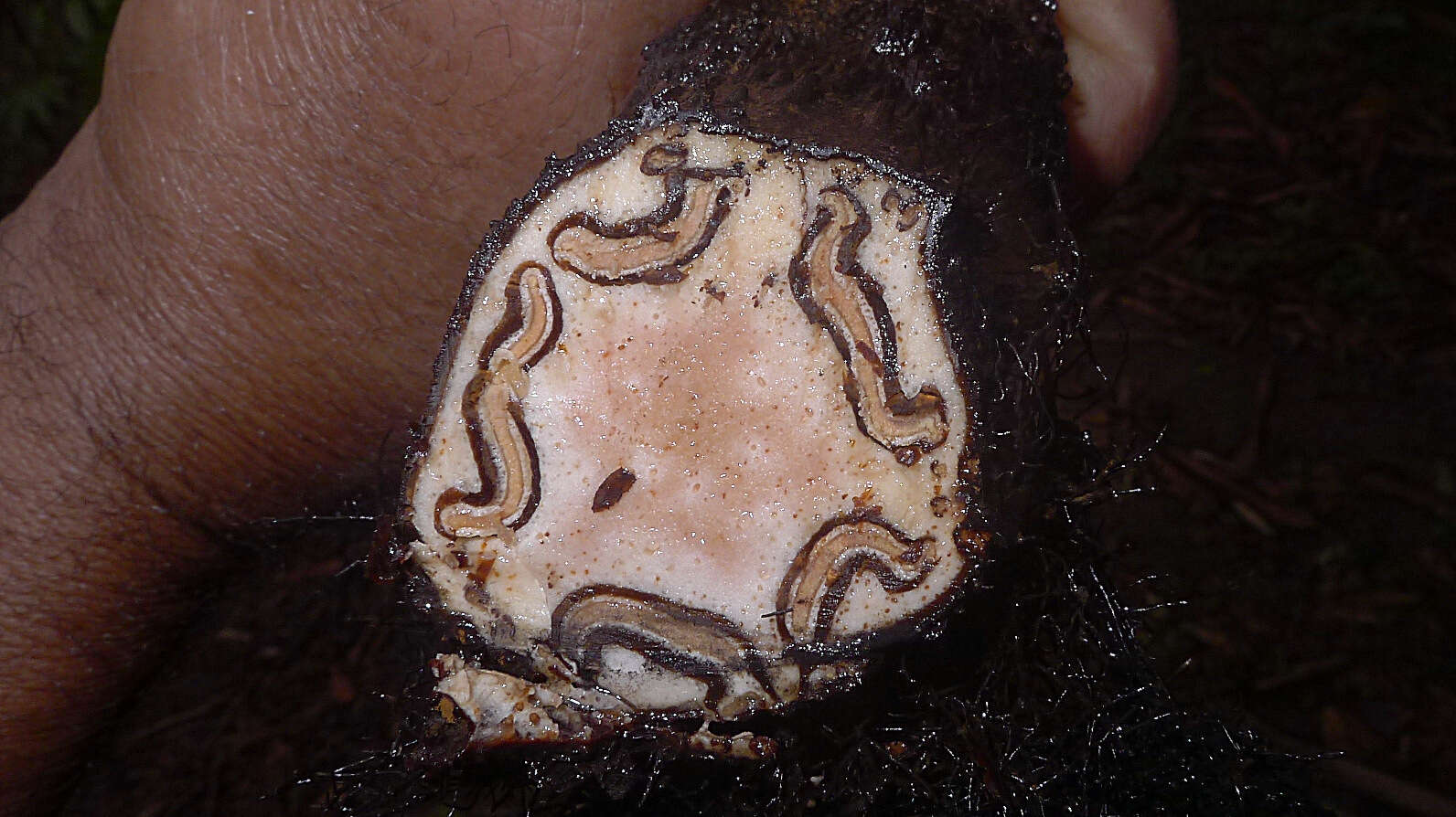 Image of Cyathea microdonta (Desv.) Domin
