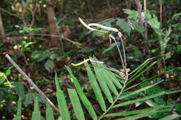 Image of Pothos