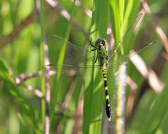 Image of Eastern Pondhawk