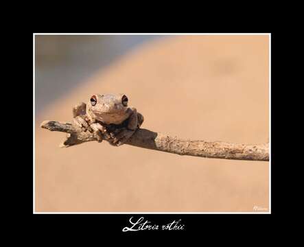 Image de Litoria Tschudi 1838