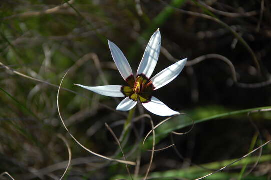 Image of Pauridia capensis (L.) Snijman & Kocyan