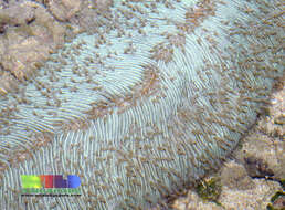 Image of slipper coral