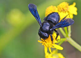 Image of ragwort