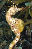 Image of Big-belly Seahorse