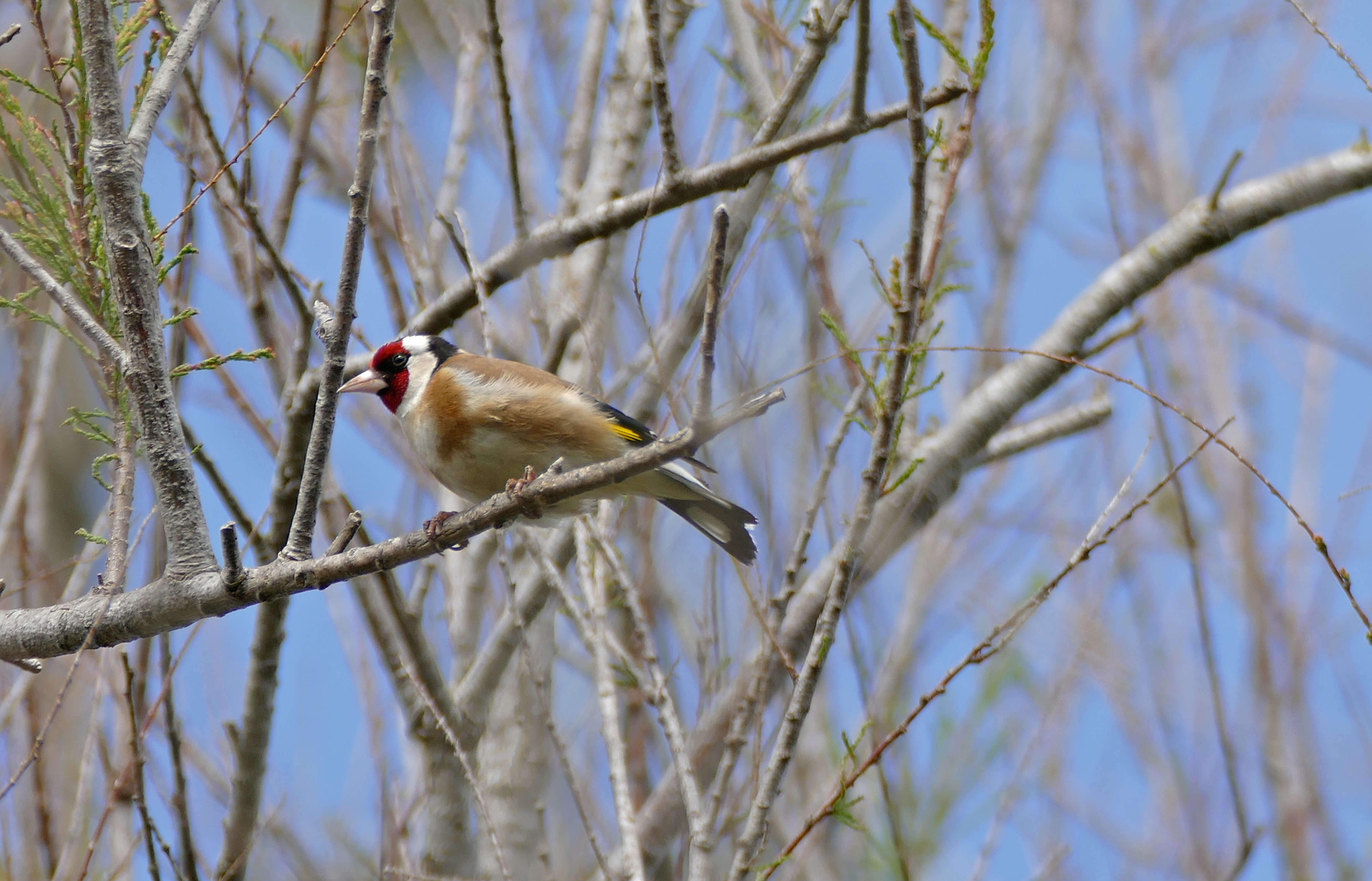 Imagem de Carduelis Brisson 1760