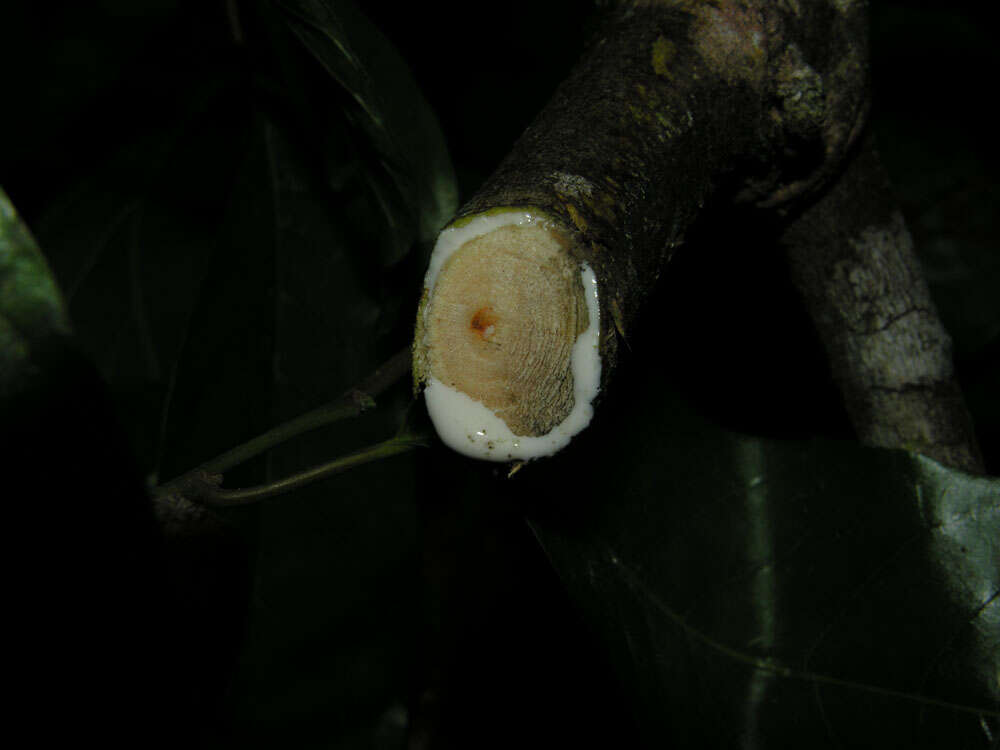 Image de Clarisia biflora Ruiz & Pav.