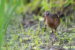 Image of Rallus Linnaeus 1758