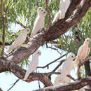 Cacatua sanguinea normantoni (Mathews 1917) resmi