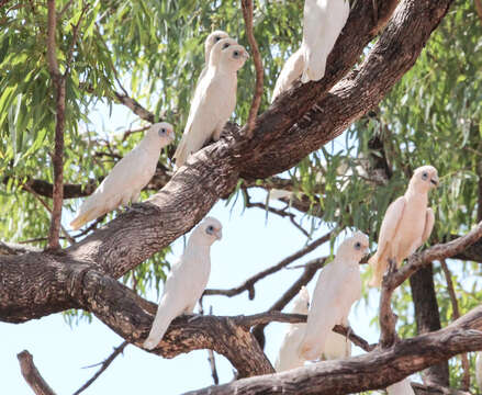 Image of Cacatua sanguinea normantoni (Mathews 1917)