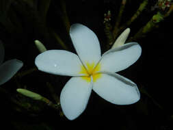 Image de Plumeria rubra L.