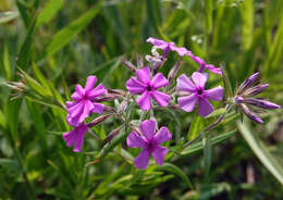 Image of downy phlox